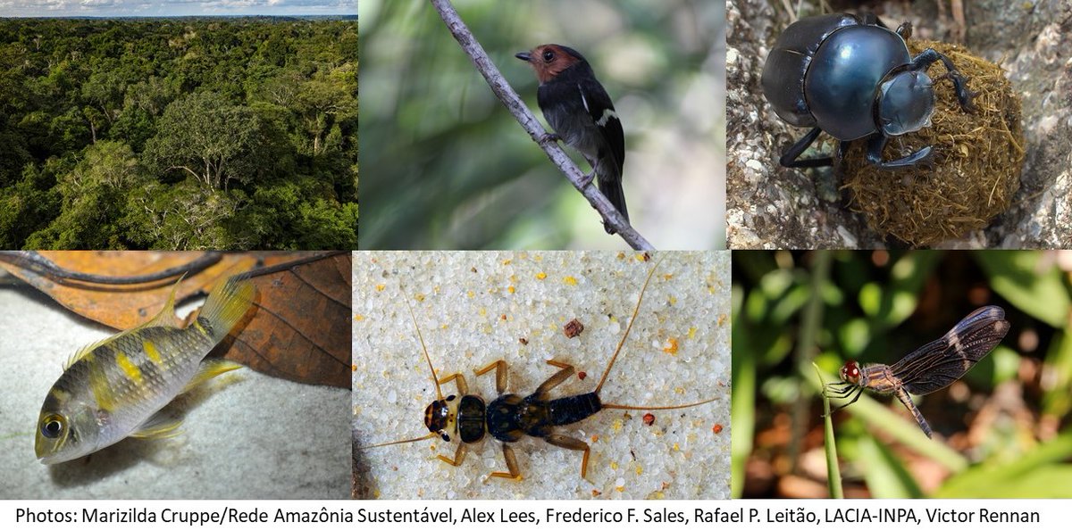 We found that conservation planning solely focused on terrestrial  #species is likely to protect just ~20% of freshwater biodiversity in the Brazilian  #Amazon. 2/4 https://science.sciencemag.org/content/370/6512/117 @RAS_network