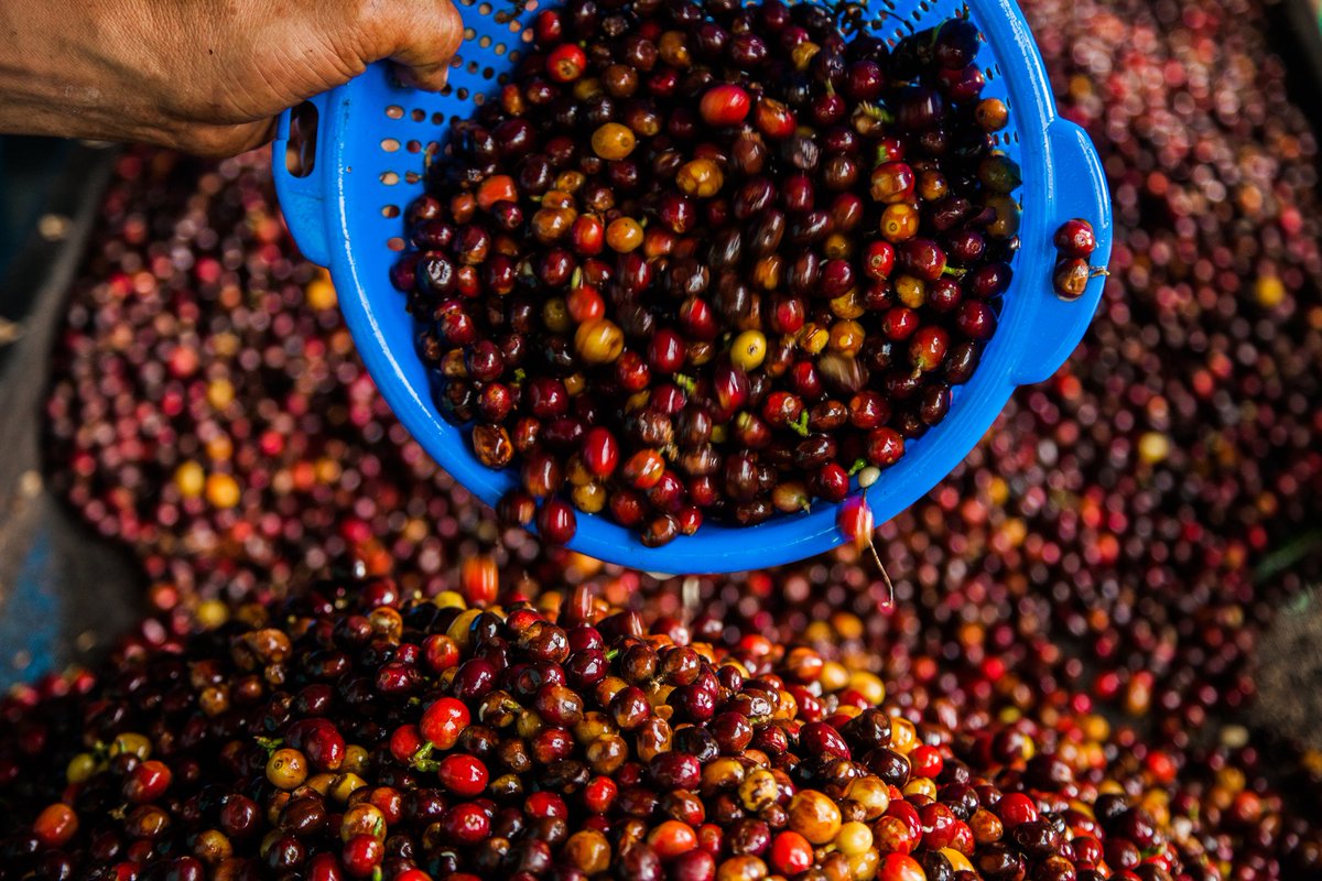 CafeologistCO's tweet photo. Feliz #díainternacionaldelcafé creemos en una nueva caficultura / Happy #internationalcoffeeday We believe in a new coffee culture https://t.co/AqAwnabzw4