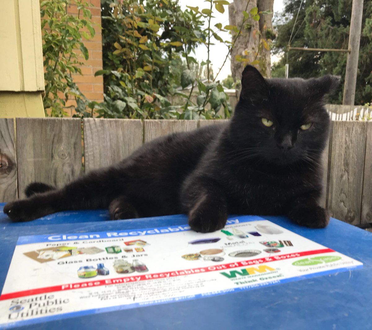 SeattleSPU's tweet photo. Signs it must finally be October...🎃. 
Mickey may not show it, but they really appreciate the front line workers that help keep essential services running for their humans. 

#ThankYouSPUFrontLine #Fall #BlackCat https://t.co/uMqcnSt4m6