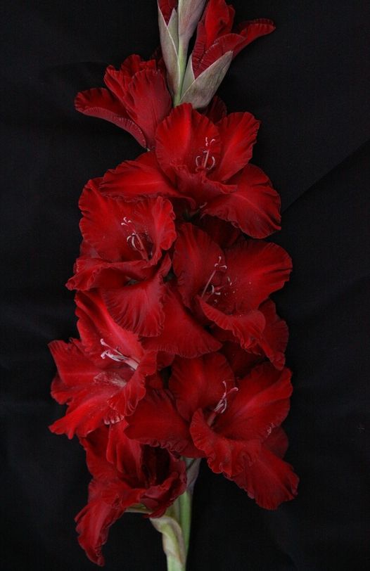 for mingkis,gladiolus to remind you of your power and strength. may you finally be able to let go of the anchors that keep weighing you down and explore your potentials. let mingi show you how possibilities can become endless when given the right kind of motivation and support.