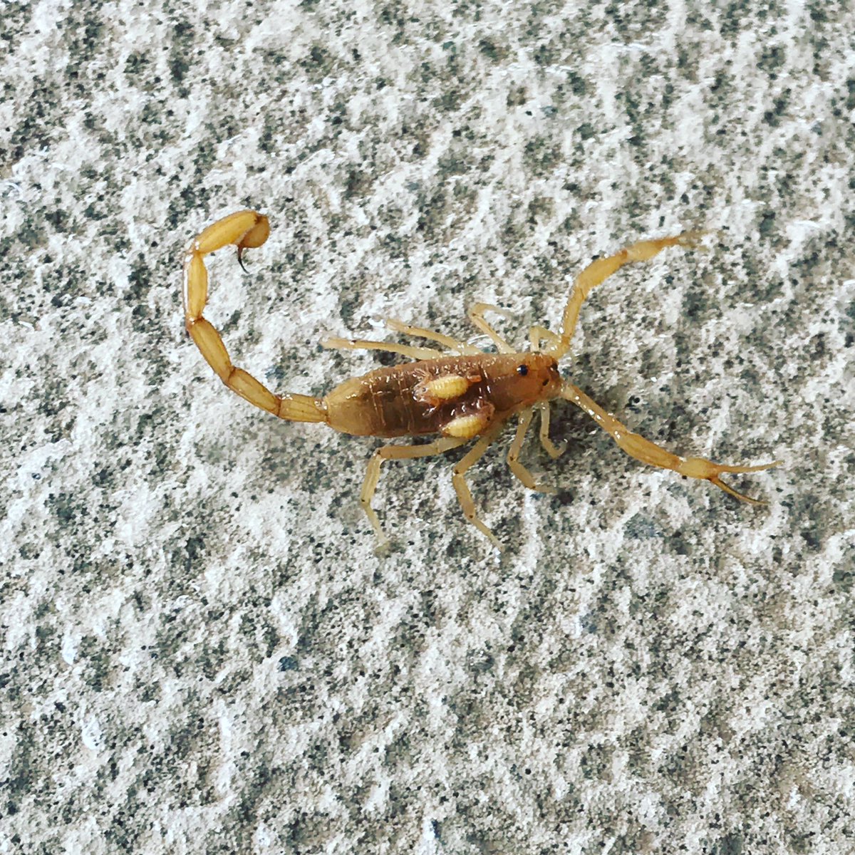 mesapestcontrol's tweet image. Scorpions are still out there. Call us to help get rid of them! 480-924-4111 🦂 #scorpions #responsiblepestcontrol