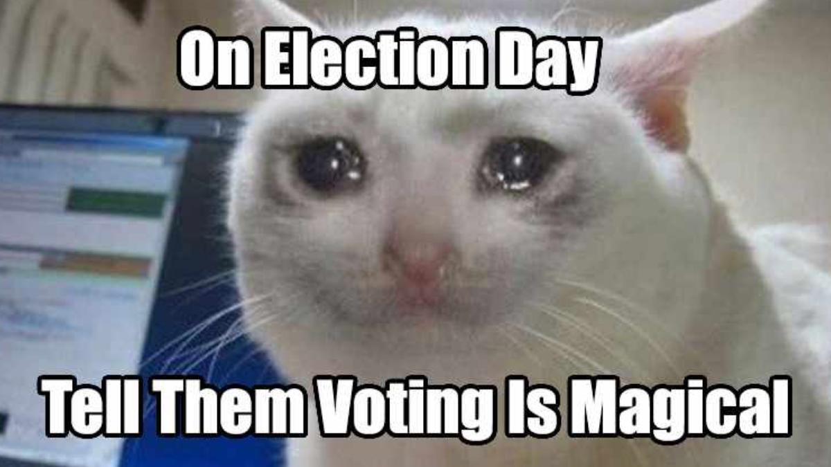 Cat Election Memes Trump's 'eating The Cats' To 'Kamala Is Brat': How