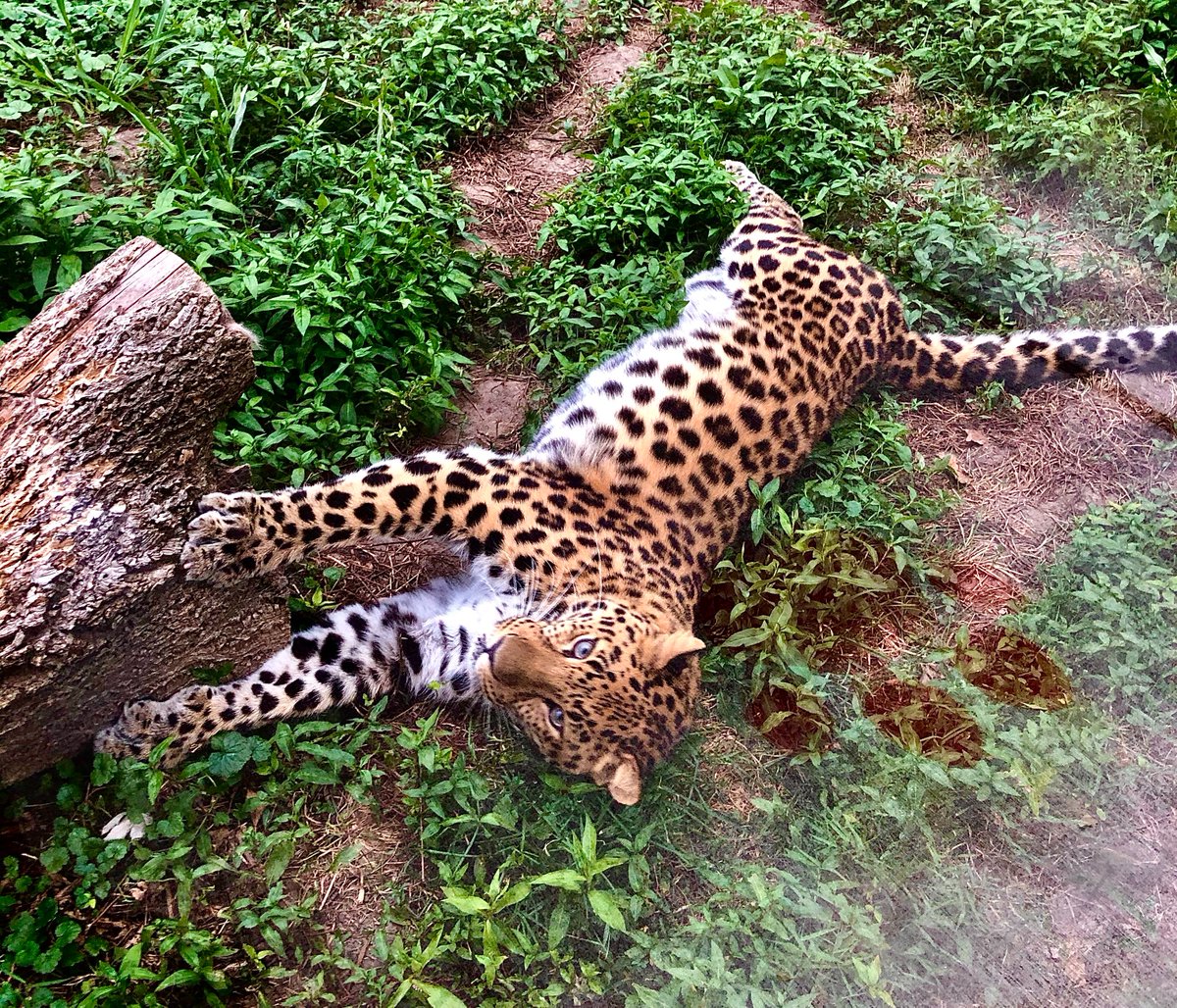 Jilin the Amur Leopard is gorgeous!