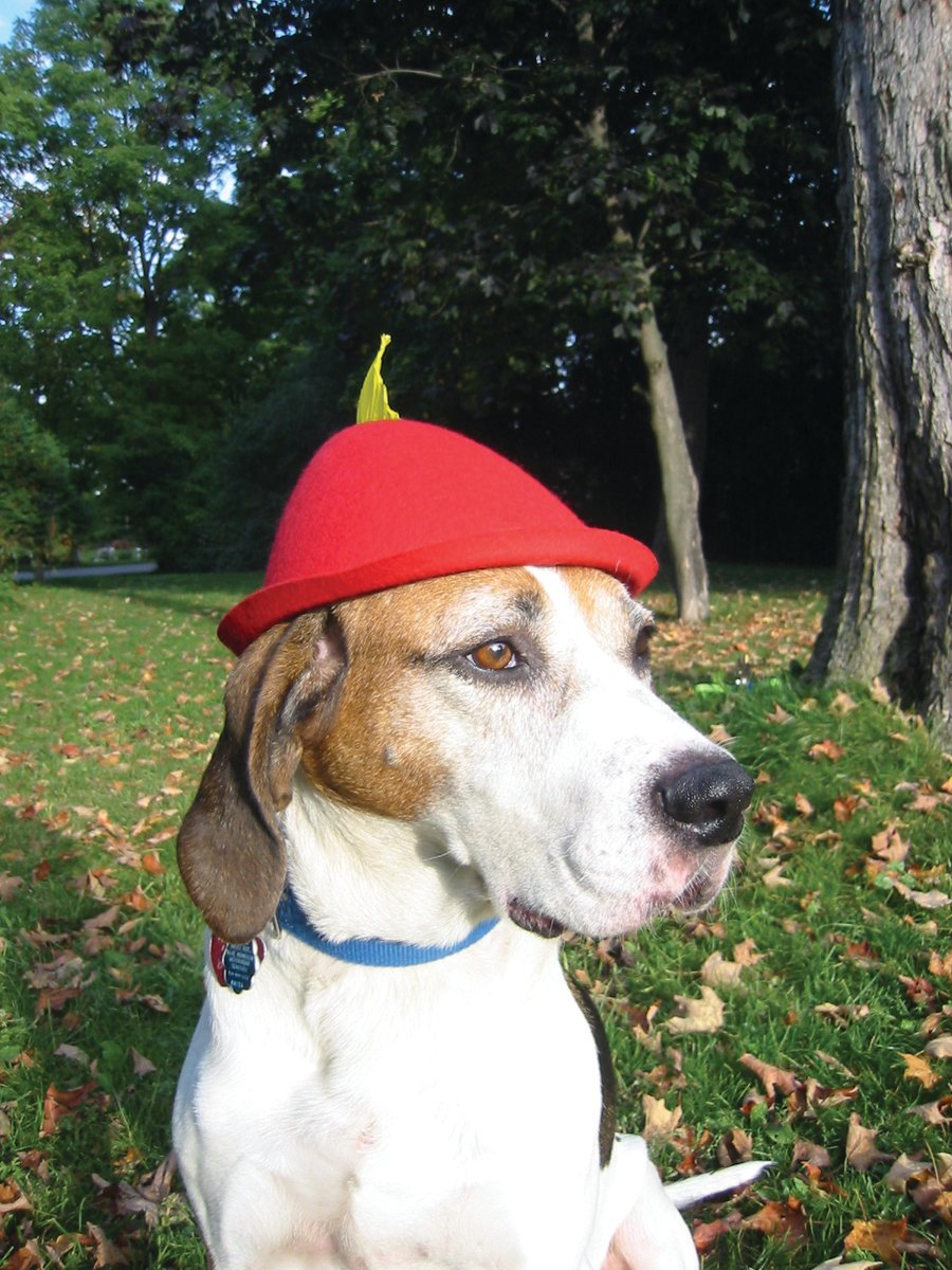 FourLeggerBox's tweet image. &quot;Roll out the barrel! Let&apos;s have a barrel of fun!&quot; 

#Dogtoberfest #Dogtober #BowzerBox #Jed #KWHumaneSociety #ThrowbackThursday #DogsOfTwitter