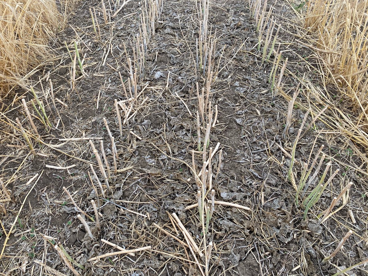 raju_aafc tweet media