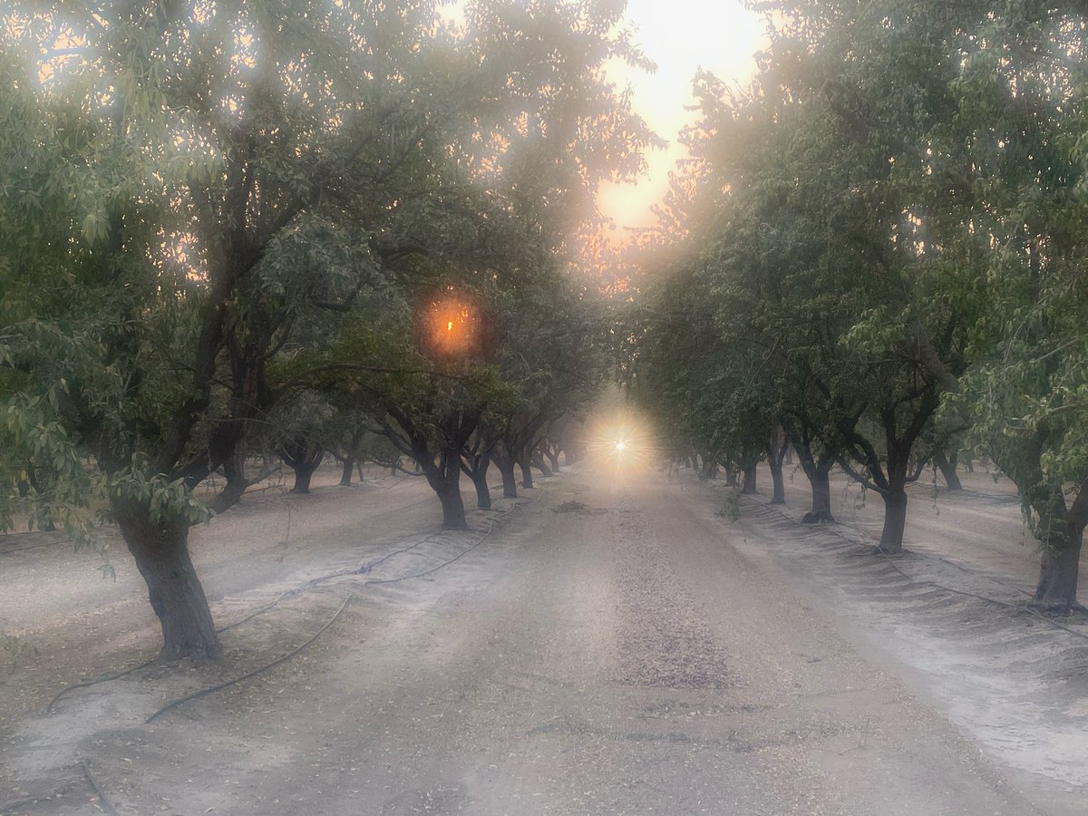 Almond Girl Jenny tweet media