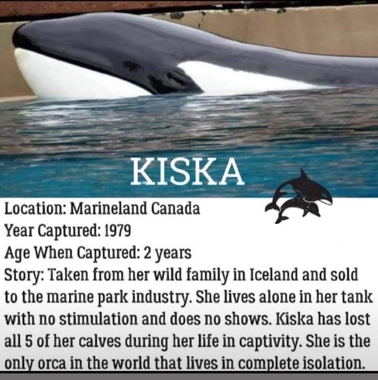 On this day 41 years ago, Kiska the orca was captured in Iceland and sold to Marineland Canada. She has since watched all of her tank mates die, including all five of her calves. She is now in complete isolation, drugged daily and swims endless circles awaiting death.  #FreeKiska