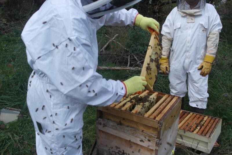hmyoifeltham's tweet image. Yesterday our volunteer beekeeper came in to release our Queen and then showed us how to condense our swarm. So interesting to see,  and an amazing scent of honey already being produced. Can’t wait for the actual product. Spring seems forever away! #WorkingBees #Enviromentmatters