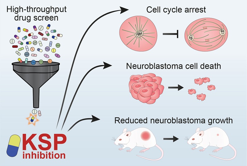 Combining #organoid models and drug screens, a team of researchers has identified a promising therapeutic target in mouse models of #neuroblastoma, a neuroendocrine cancer that primarily affects children. <a href="/lunduniversity/">Lund University</a> fcld.ly/24nnsm2