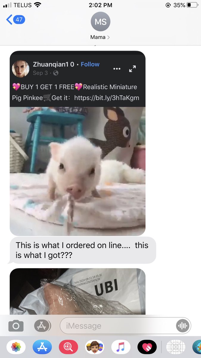 taycampy's tweet image. My boyfriends mom knows that I love pigs so she wanted to buy me this ‘super realistic pig’ for Christmas.