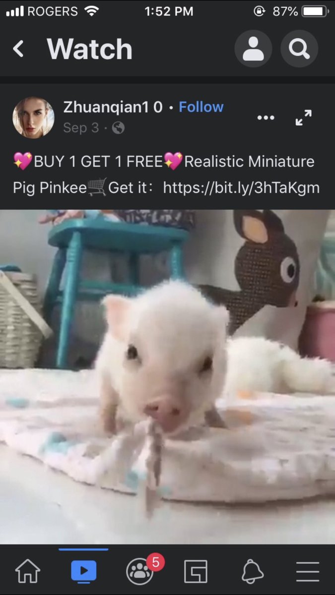 taycampy's tweet image. My boyfriends mom knows that I love pigs so she wanted to buy me this ‘super realistic pig’ for Christmas.