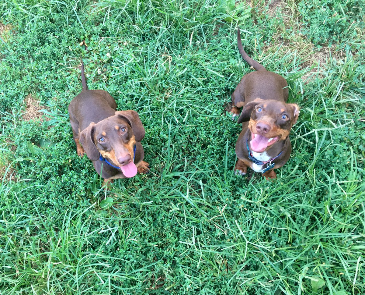 two brothers hanging out and enjoying the grass