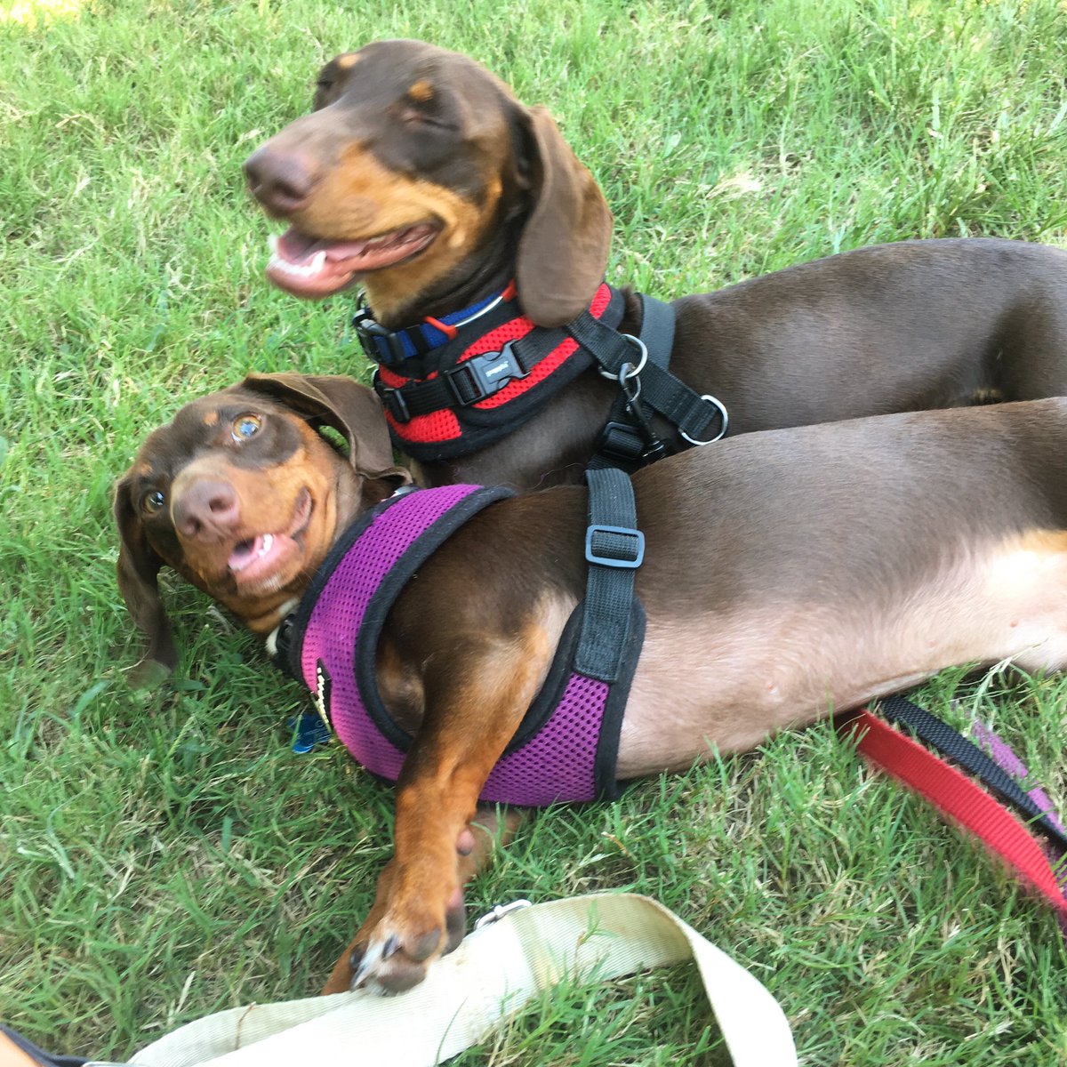 two brothers hanging out and enjoying the grass