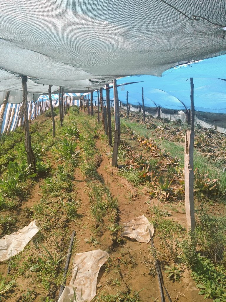📌 GESTARA LA PAMPA

Estuvimos  en la ciudad de Quehue, recorriendo los invernaderos de la comunidad Ñancufil Calderon. 

Nos acompañó el Ingeniero Agrónomo Luciano Barbera, del  Ministerio de Agricultura, Ganadería y Pesca.

Otra economía es posible ‼️