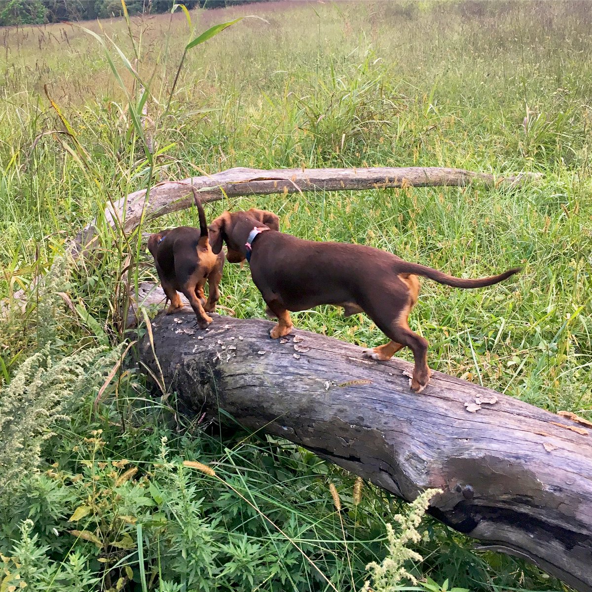 we were devastated when our favorite fallen log was removed from this field