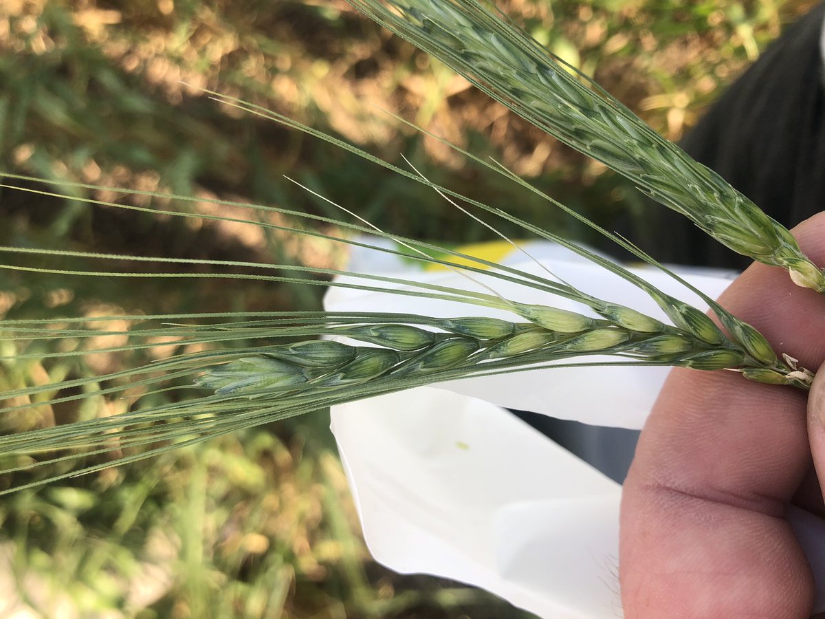 julianimhoff's tweet photo. Evaluando daños por heladas en trigo en la zona de San Agustin - Santa Fe , gracias a @La_Lehmann y @yost_alejandro por la invitación. https://t.co/VhAVbX7WsF
