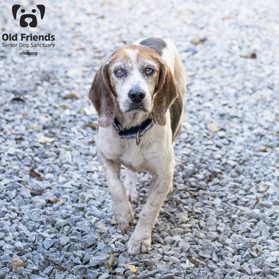 oldfriendssds's tweet photo. WELCOME HOME Fiddle!!!
Please join us in welcoming this wonderful dog in you our Old Friends family!
#ofsds #ofsdsfiddle #seniordogs #ofsdswelcomehome #welcomehome #ofsdsfamily #family https://t.co/XMNoZqaKBB