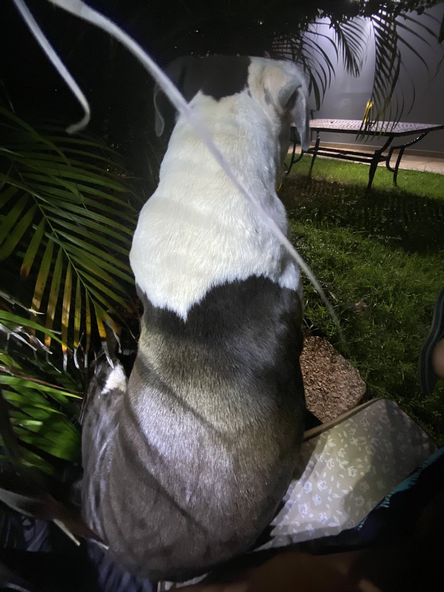 X_A3A12's tweet photo. Las lambías de cara de mi perro cuando llego del trabajo son invaluables. #DogLover #SeBuscaPresidente https://t.co/wCJFhi6dhU