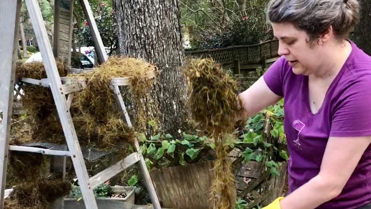 Then we draped it out to dry. 3/4

#setdecoration #props #setdesign #moviemagic #indiefilm #indiefilmmaker #indiefilmmaking #anthology #setbuilding #filmmaking #filmmaker #behindthescenes #film #movie #indiefilmset #filmset #moss #spanishmoss