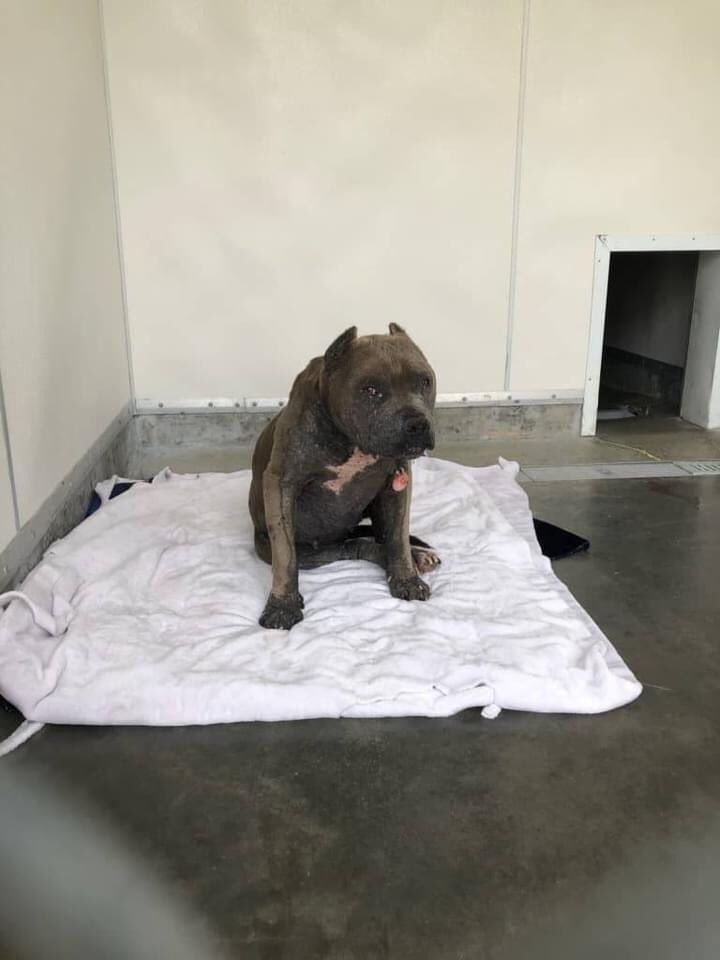 HugABull's tweet photo. Meet Maisy! A special girl new to our program.
Maisy was found wandering and emaciated, her eyes, ears and skin badly infected and her nails growing into the pads of her feet.
It’s all up from here for this sweet girl!
Full story and sponsor info at: https://t.co/oGDhvgNdz9 https://t.co/sDHZsZU7xA