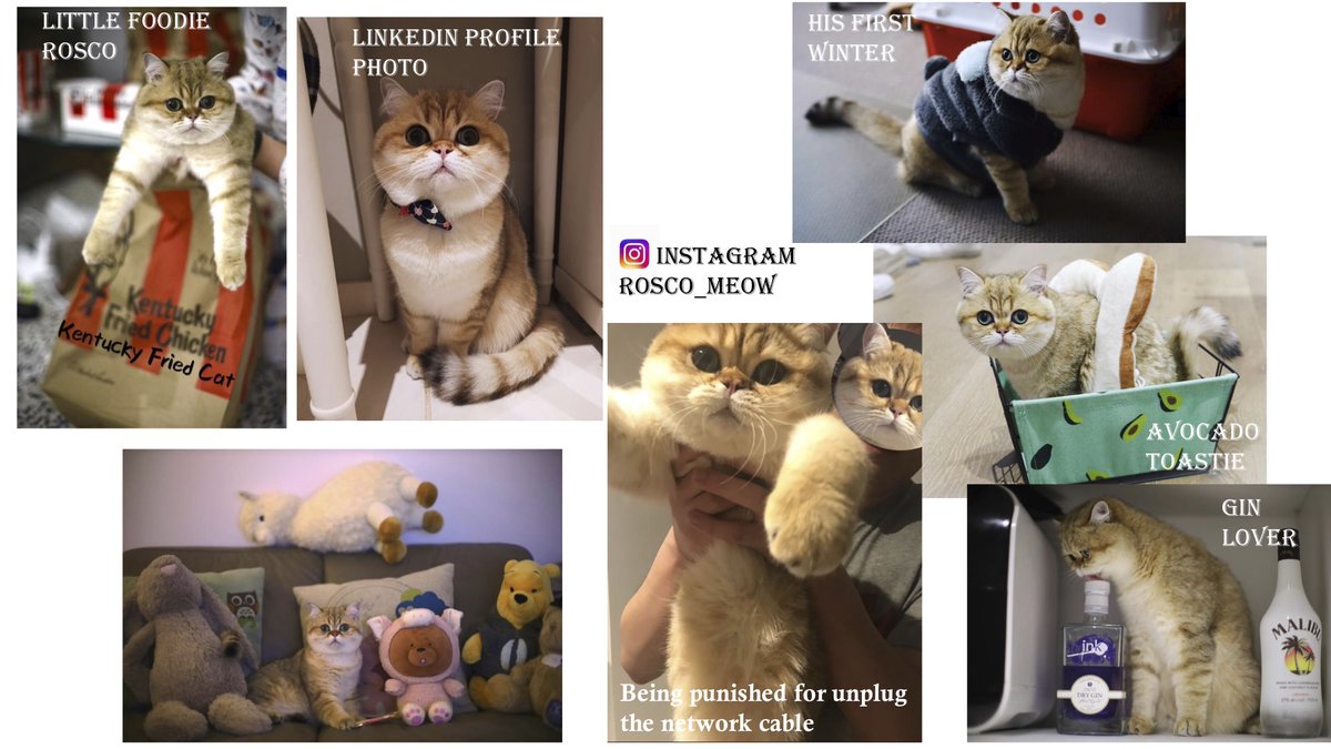 MIPS DDB tweet media