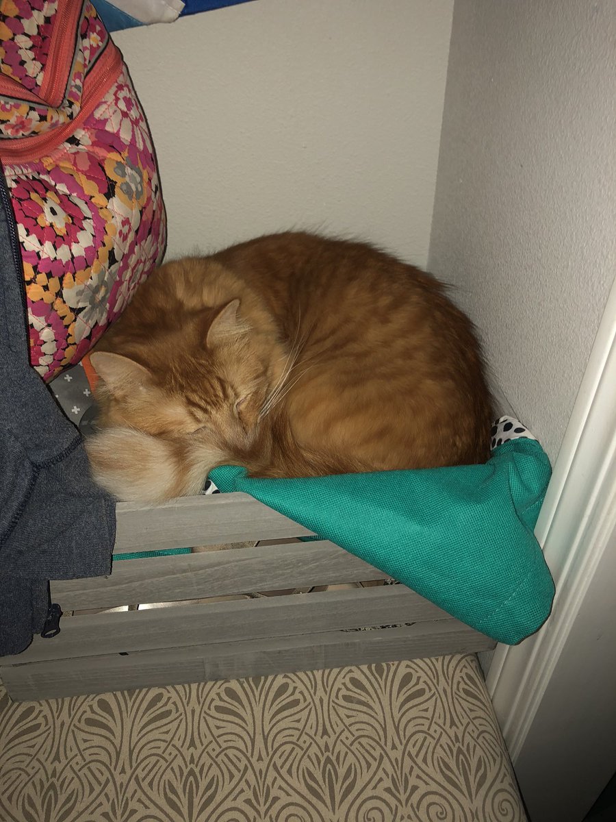 ClassicGameDad1's tweet photo. @ShesChardcore So sorry for your loss... our kitty Waldo 😞 https://t.co/RK4fOITaIf