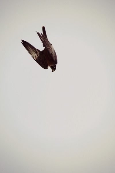 kllgs_'s tweet photo. ⌝𝑰𝒗𝒂𝒓 𝑫𝒐𝒃𝒓𝒆𝒗     ⌞

                                                      ␥ 𝑺𝒍𝒚𝒕𝒉𝒆𝒓𝒊𝒏, 𝒓𝒆𝒏𝒕 𝒃𝒍𝒐𝒐𝒅.

                            〔       𝒏𝒐𝒓𝒔𝒌       〕 https://t.co/LWaHPwHUOU