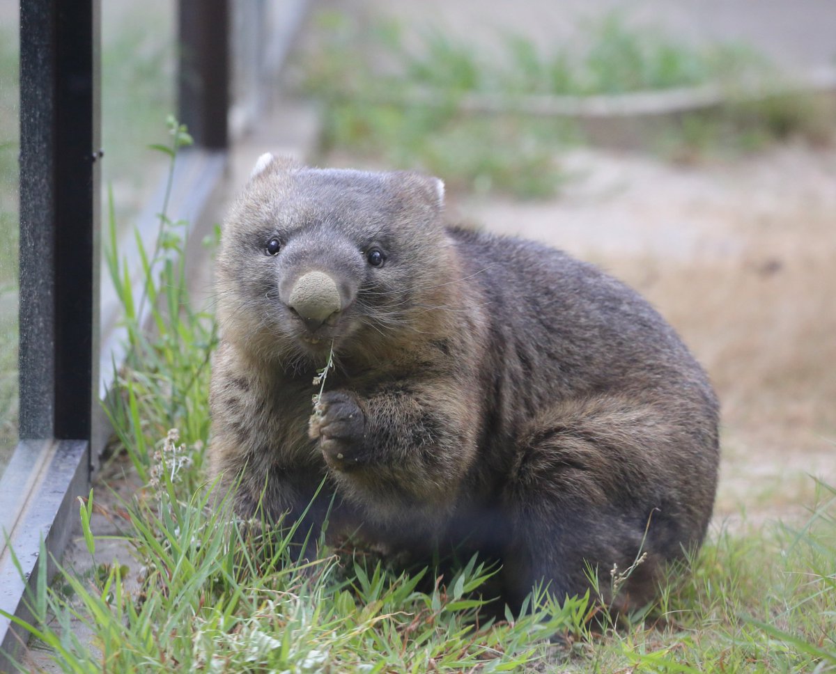 ふーのん Wombat Cafe Foo Non Twitter