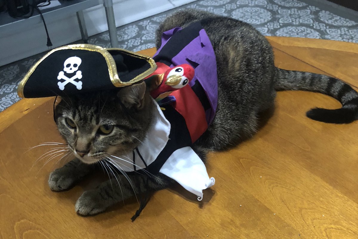 EmEllis27's tweet photo. Rosie wants wish you a Happy and {s P o 0 k Y} Halloween Month! She also wants all of your booty. Happy October! 🏴☠️ 🎃 💀 🐈
#Halloween2020 #CatsOfTwitter #Pirates #CatPirate #PiratesBooty https://t.co/AmhHcCe08d