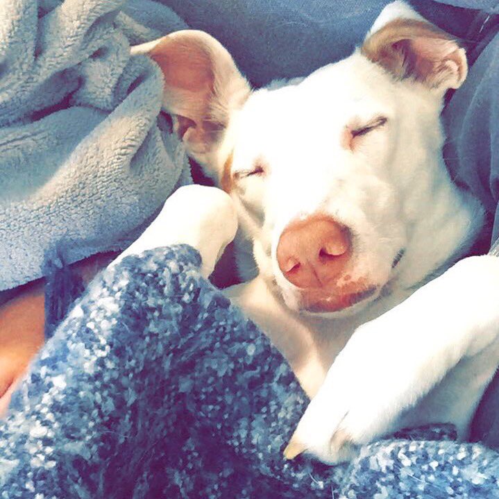 haleyclair's tweet photo. Hey @hotelsdotcom! Wilkey loves going on big adventures and then crawling into bed for snuggles!! #CreatureCritics https://t.co/SDVh0ySkj7