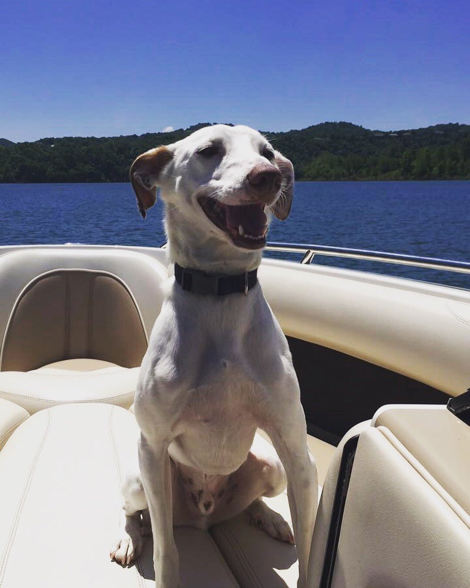 haleyclair's tweet photo. Hey @hotelsdotcom! Wilkey loves going on big adventures and then crawling into bed for snuggles!! #CreatureCritics https://t.co/SDVh0ySkj7