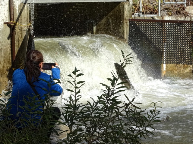 MyJeep4X4's tweet photo. Went out this morning to see the salmon coming in to spawn. The rains that we got yesterday and last night really triggered a big run. This is at a creek in a town 7 miles to the east of us. #FishfulThinking @Lbmb1922 https://t.co/gDArELdeL0