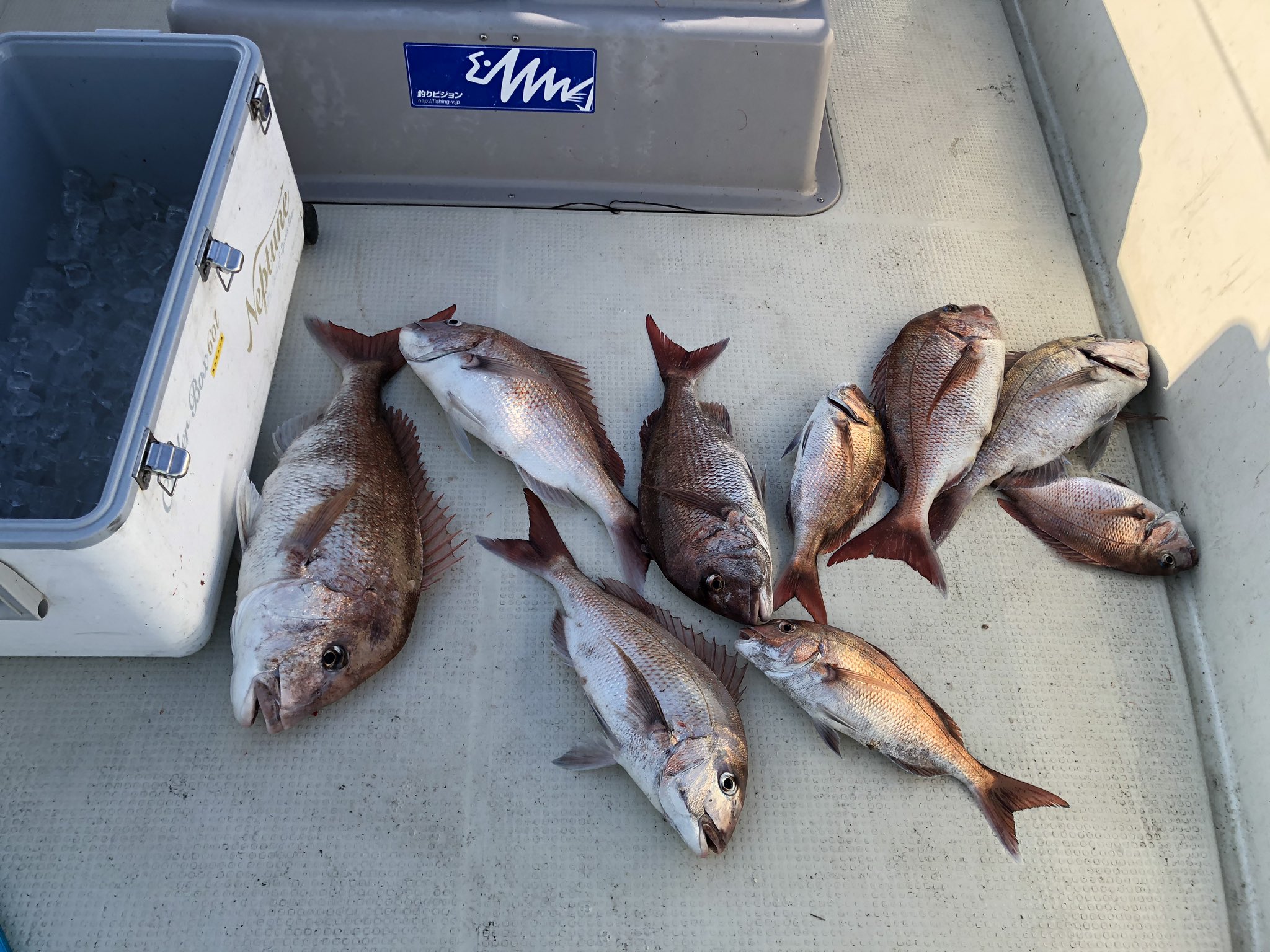 釣り吉 仕事前の準備運動 陸奥湾マダイ 陸奥湾真鯛 マダイ 真鯛 ひとつテンヤ エビ ボイルエビ マエダストア T Co Ghzihws4tf Twitter