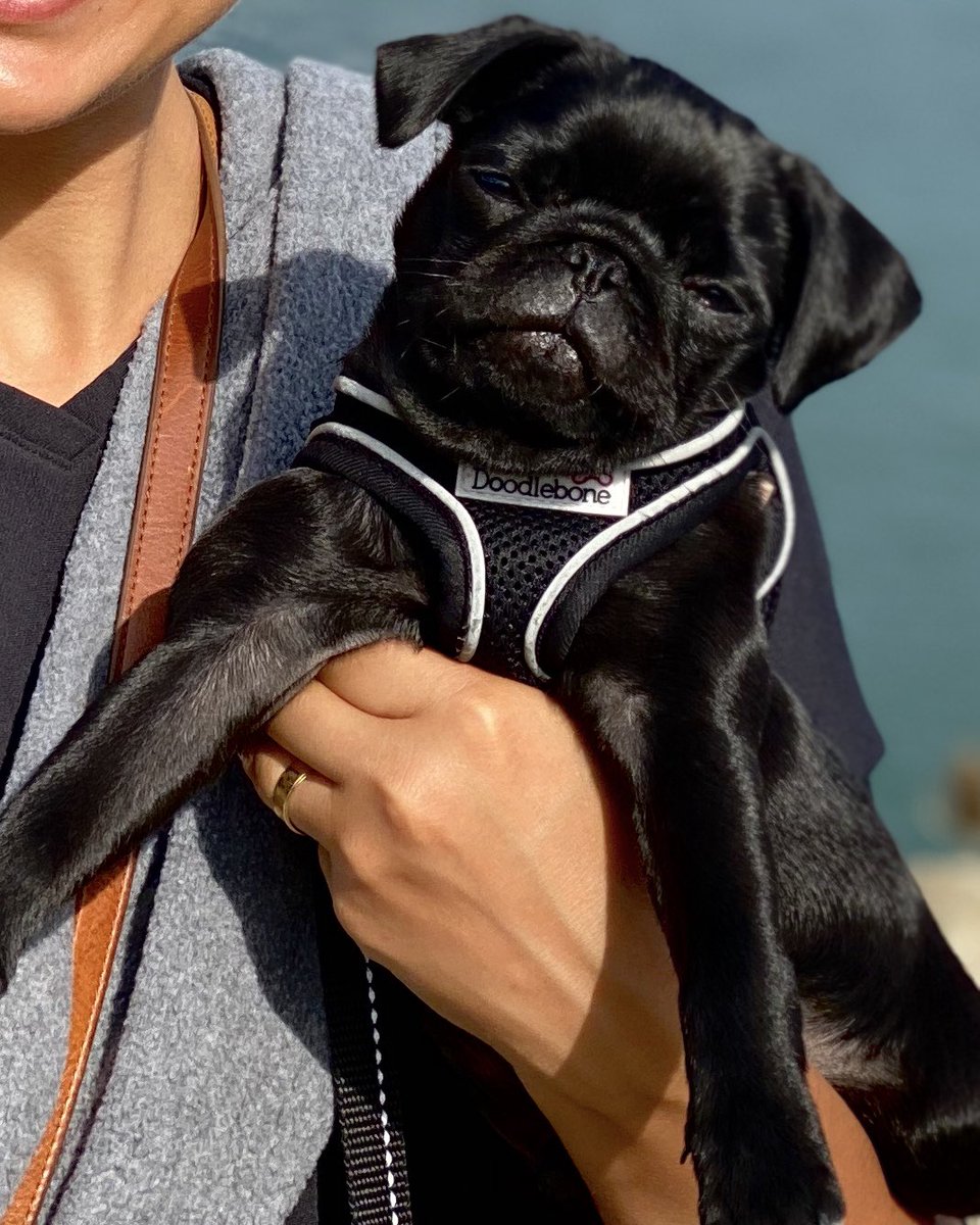 OurBoyBernard's tweet photo. So done with this week. Bring on Friday and the weekend! πΆπ
π»π€π³ #pugsdaily #pugglesofinstagram #pugsofinstagram #pugsarethebest #pughug #cutepugsonly #pugsoftheday #pugpuppy #pugface #bermondseystreet #puglife #cutepug #pugaddict #puglover #pugboy https://t.co/JDylB8xQw5