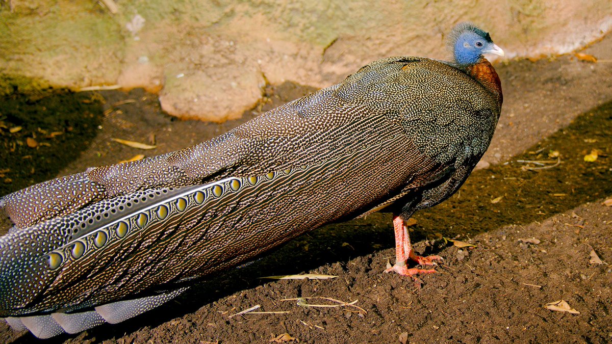 A Great Argus standing on dirt facing the right of the frame. Its body is reminiscent of a peacock or a turkey. It has a bald blue head, a patch of red-orange on its neck, and patterned black-and-beige plumage all over its body and tail. The pattern looks not unlike the pattern on cheetah fur.