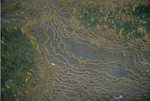 These are patterned rich fens. Look at those strings & flarks! Narrow ribbons of drier vegetation separated by semi-aquatic pools. Don't fall in! Water flows perpendicular to the strings so we can tell a lot about hydrology just from these patterns.  #FabulousFens 9/