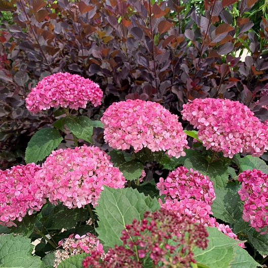 Hydrangea4aCure's tweet photo. Louisiana Super Plants are 'Showing your support for Breast Cancer Awareness Month through flowers' https://t.co/TlORVdzgLQ https://t.co/21D0v3WYjL