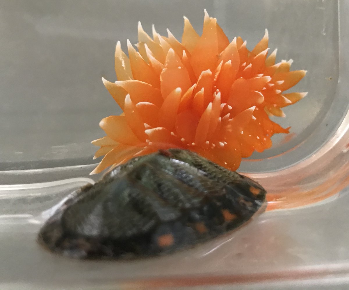 Olivia J. Graham, PhD tweet media