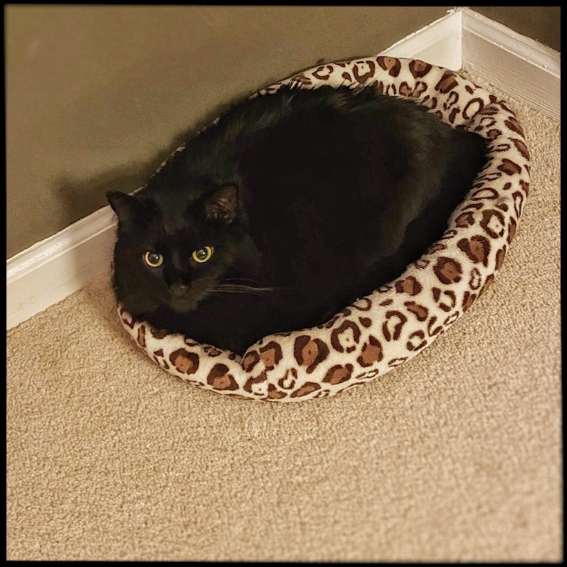 Practicing my panther skills while lurking tucked away in this corner.  I don't want to give up all the creature comforts of a comfy cat bed. - Drake.
#pantherthursday #purrsday #fluffyfursday #CatsOfTwitter