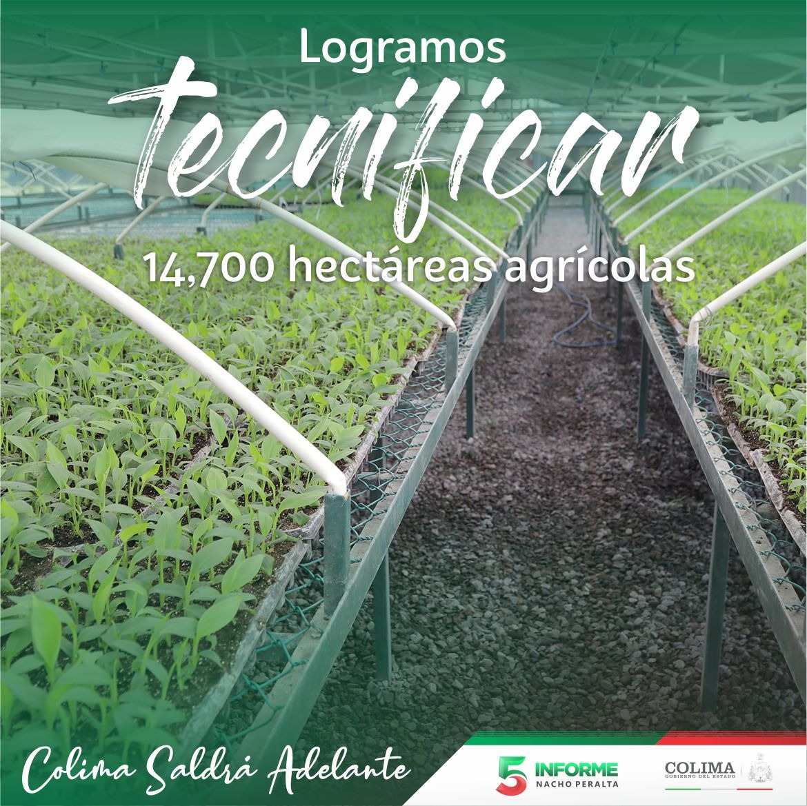 Con la tecnificación de más de 14,700 hectáreas agrícolas, impulsamos la modernización y productividad del campo colimense. 
#ColimaSaldráAdelante #5toInformeNacho