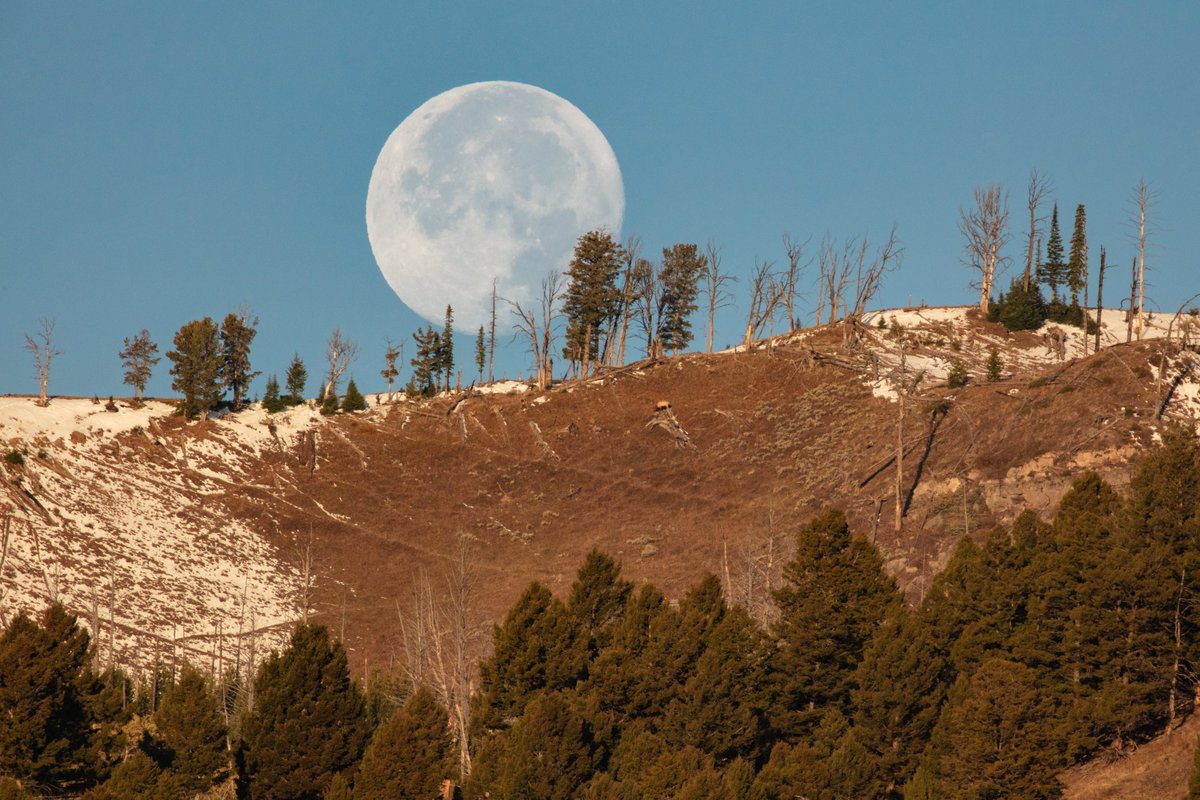 YellowstoneNPS's tweet photo. Be on the lookout for a full Harvest Moon tonight, scheduled to be on the eastern horizon around 7:26 p.m. MST. And for an extra special cosmic treat, mark your calendars for the Hunter's Blue Moon on the night of Halloween! https://t.co/ygbDNwi44E