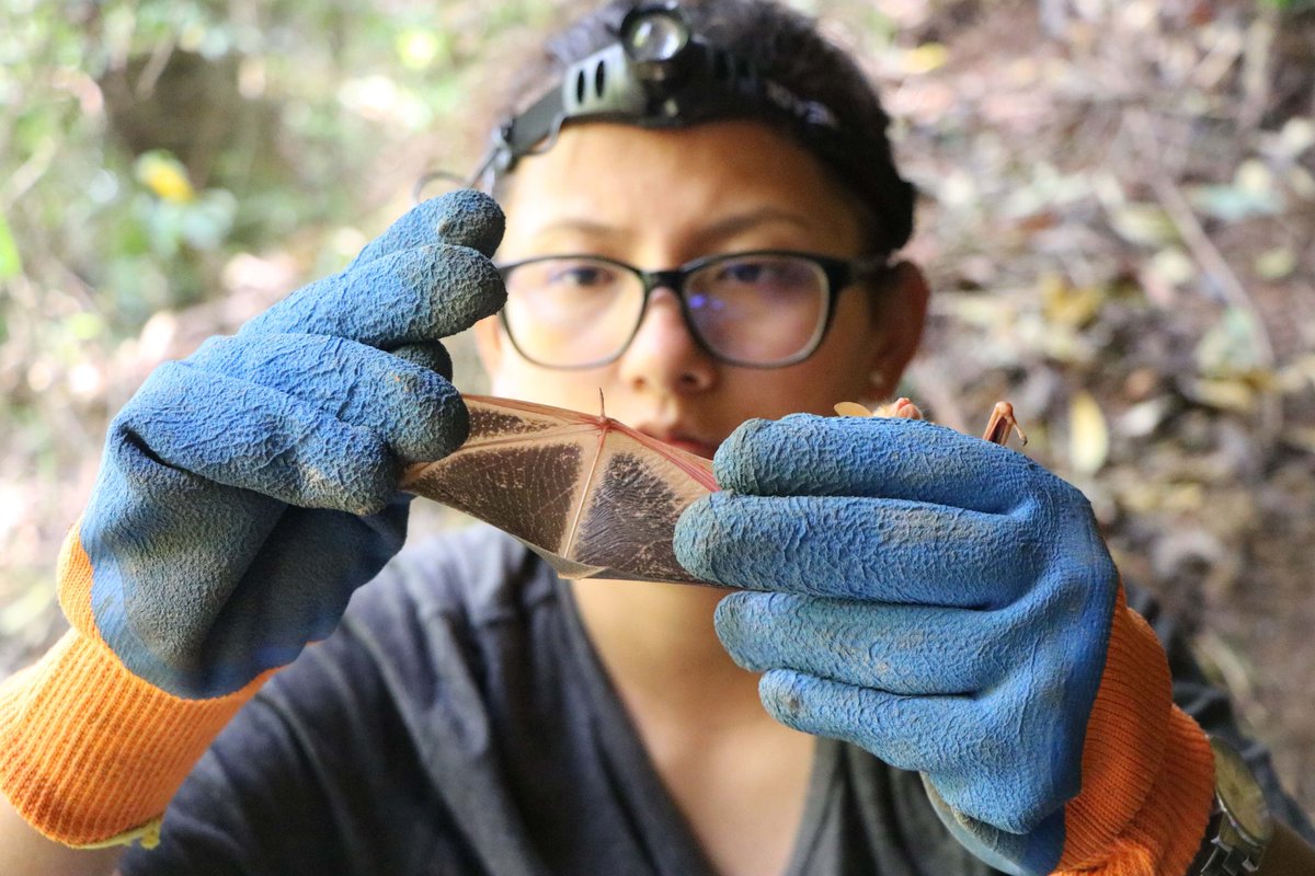 BatConIntl's tweet photo. BCI requests proposals from talented graduate student researchers seeking financial support for their bat conservation research projects. Applications are open until 10/31 for the 2021 Student Research Scholarship for Global Bat Conservation Priorities. https://t.co/PZgdiRD03a https://t.co/gZ81Dkh0Be