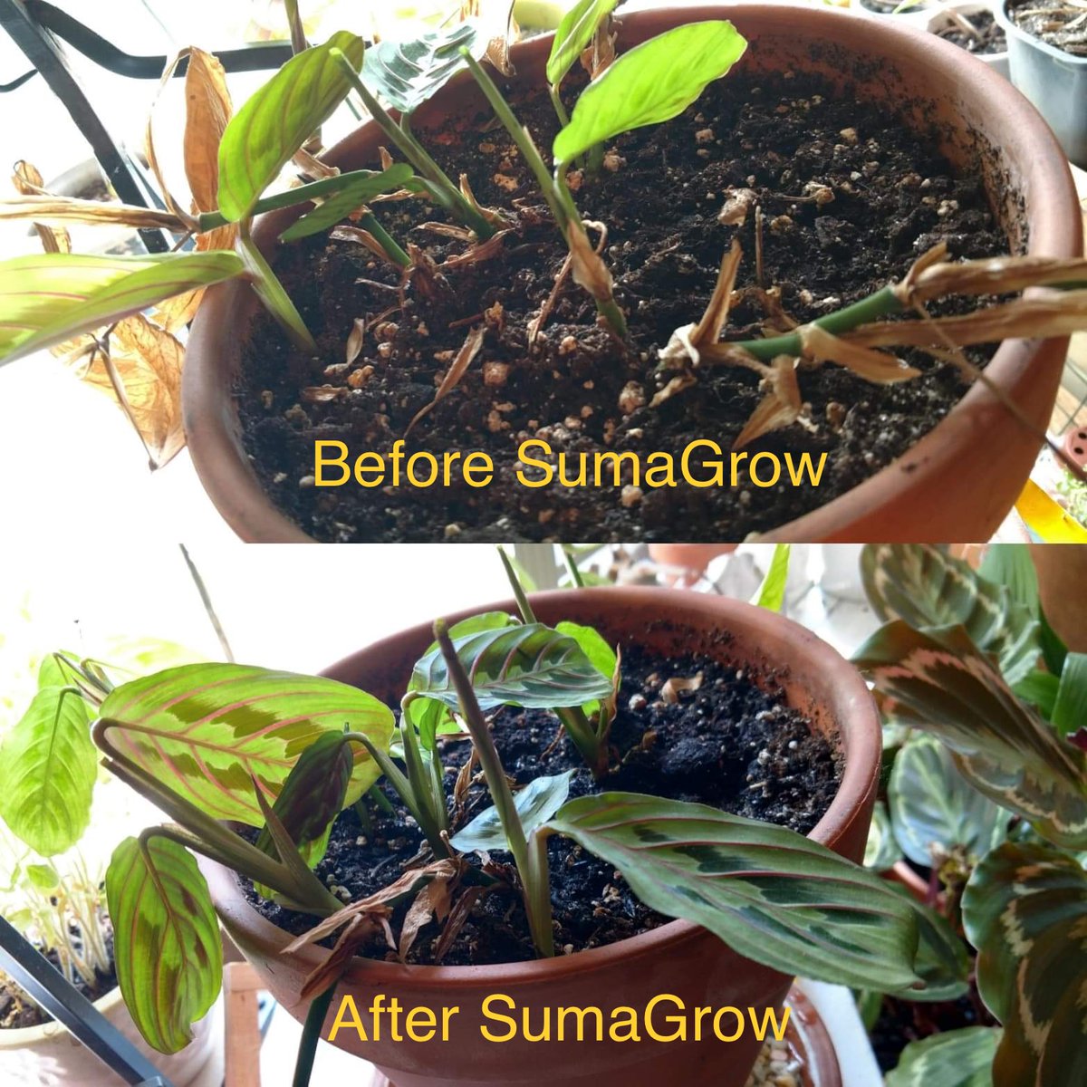 SumaGrow tweet media