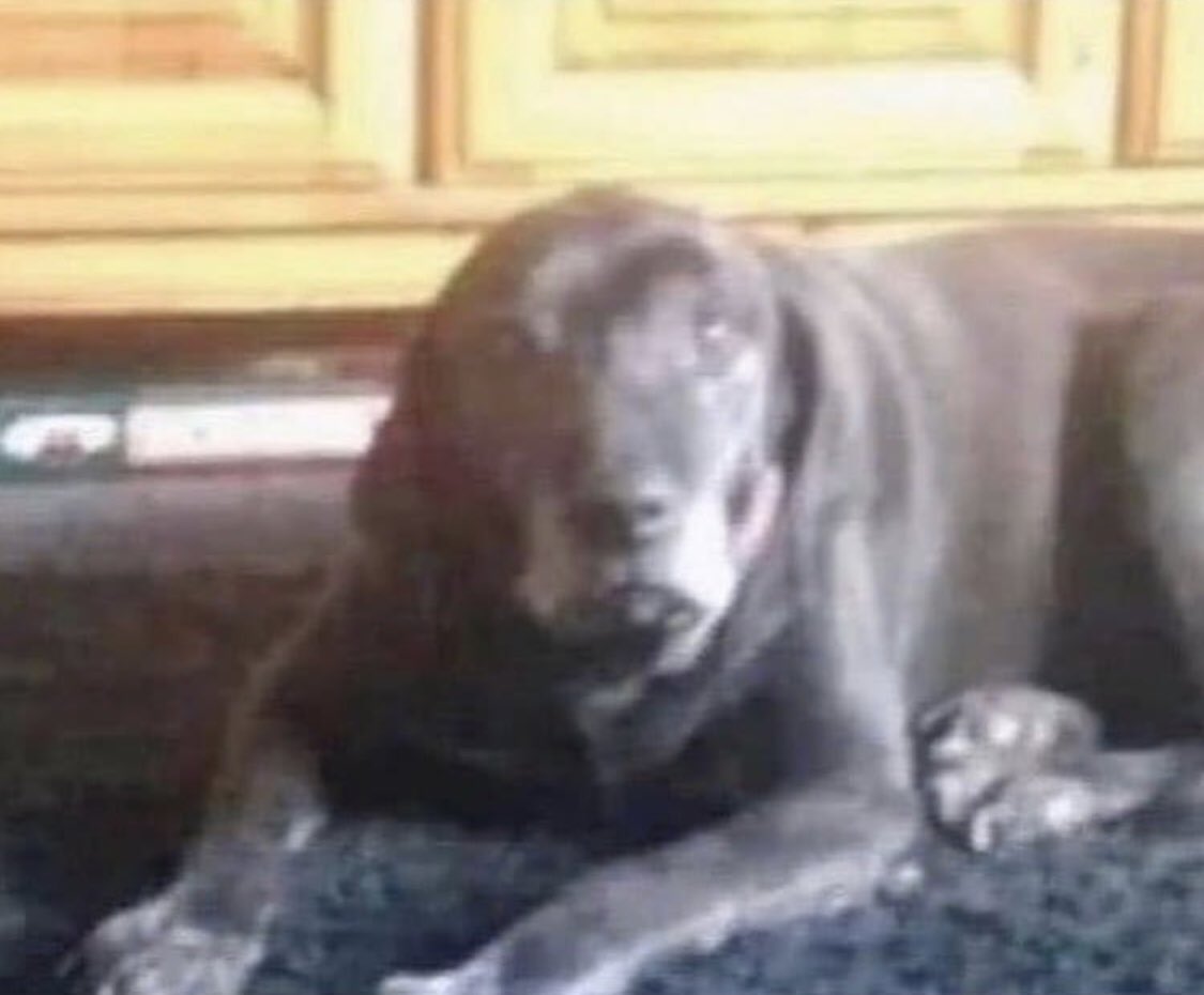 TrapgameEdits's tweet image. Cuando veas al perro no volveras a ver al niño