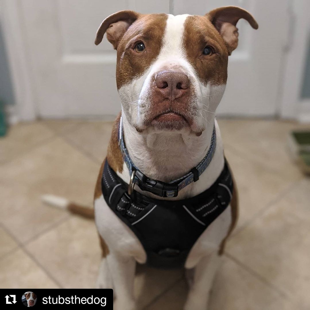 StubbyMovie's tweet photo. Looks like our mascot Stubs is ready for #NationalWalkYourDogWeek!
#FriendsWalkTogether #WalkYourDogWeek #exercise #ThursdayMotivation #dogwalking #doggo #rescuedogs #Stubs #dogsoftwitter https://t.co/zR9kRklXhJ