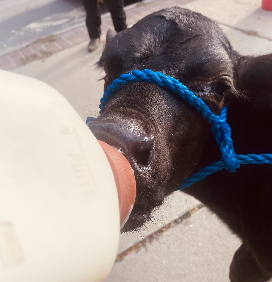 siouxcityffa's tweet photo. Our FFA members shared their passion for animals at our chapter meeting this week.
๐ฐ๐๐ฎ๐๐
#JoinFFA
#FFA https://t.co/MjXL1tLRyd