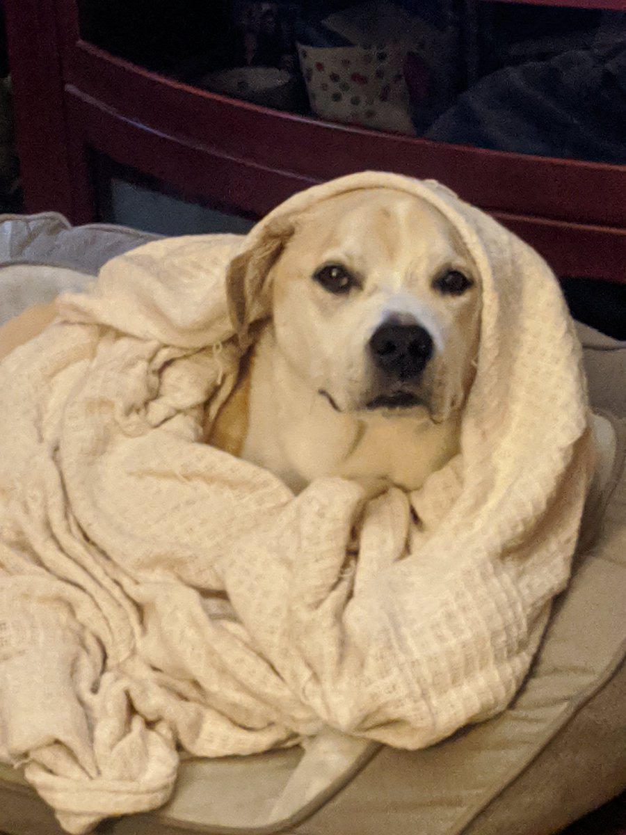 AliciaJAuthor's tweet photo. #October is #PitBullAwarenessMonth. Here are some pics of my sweet #pitbull baby.
#October1st #adoptapit #AdoptDontShop #shelterdogs #RescueDogs https://t.co/IHbQCysObi