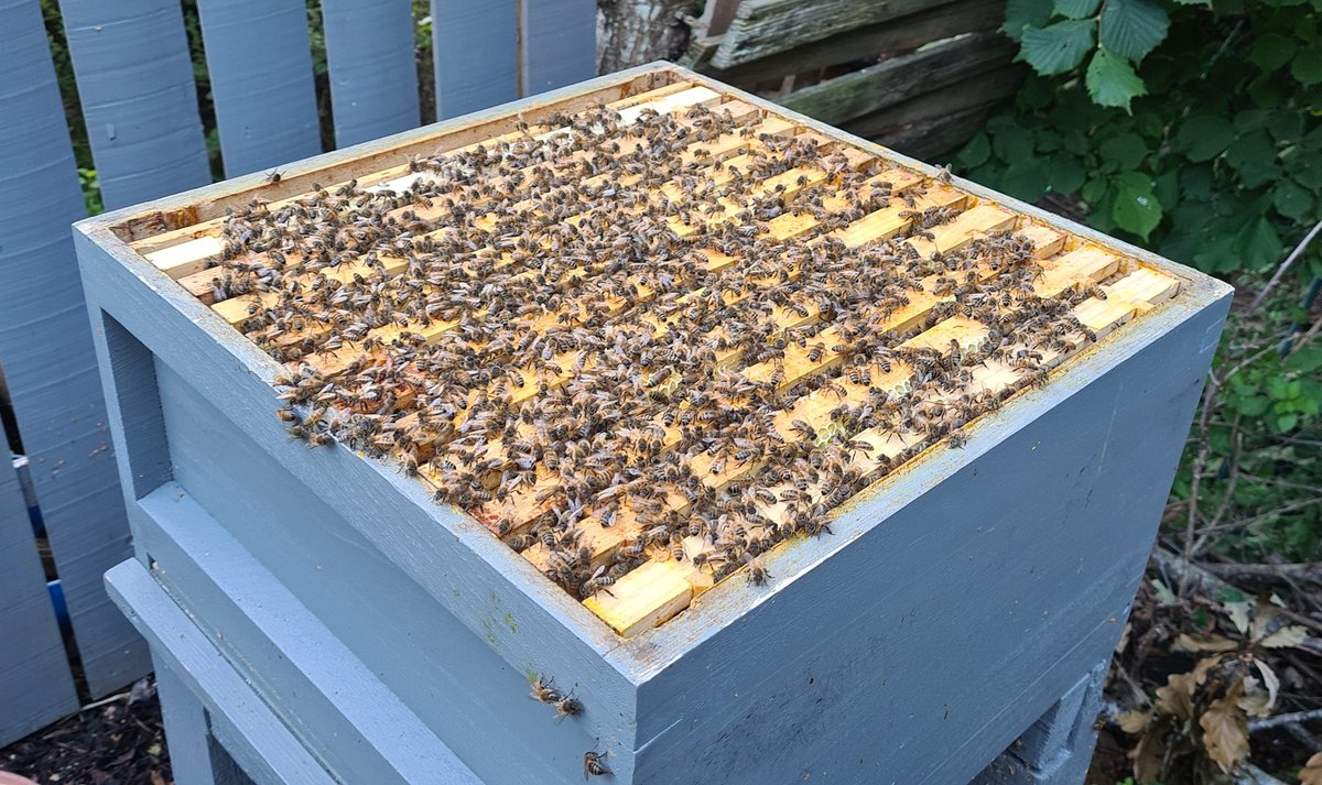 BeekeepersHour's tweet photo. Not long ago, this hive was empty of brood, as the queen stopped laying to the point we were worried it would not reach winter 🐝

🍃🌻🐝🌻🍃

Now, and today, its full of #bees, #pollen and #honey stores 🐝

🍃🌻🐝🌻🍃

#BeekeepersHour #beekeeping #bees https://t.co/cJ0IAuCjJL