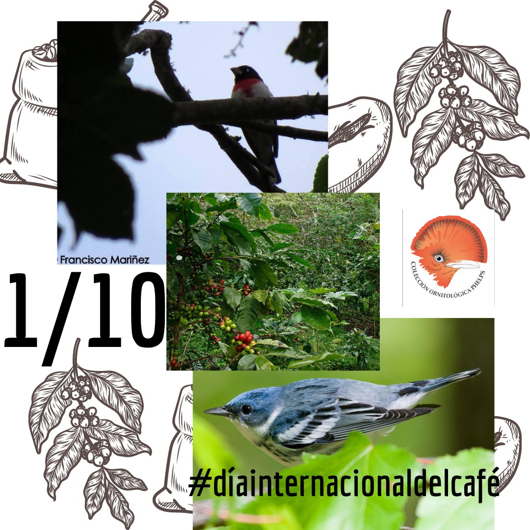 FundacionPhelps's tweet photo. ¿Con esta lluvia nos tomamos un cafecito? para celebrar a quien lo siembra, lo transforma y al que cuida al cafetal amigable con las aves #CaféBajoSombra #CaféVenezolano #ShadeCoffee #1Oct 😍☕️ https://t.co/l4xxb3Q9Cb