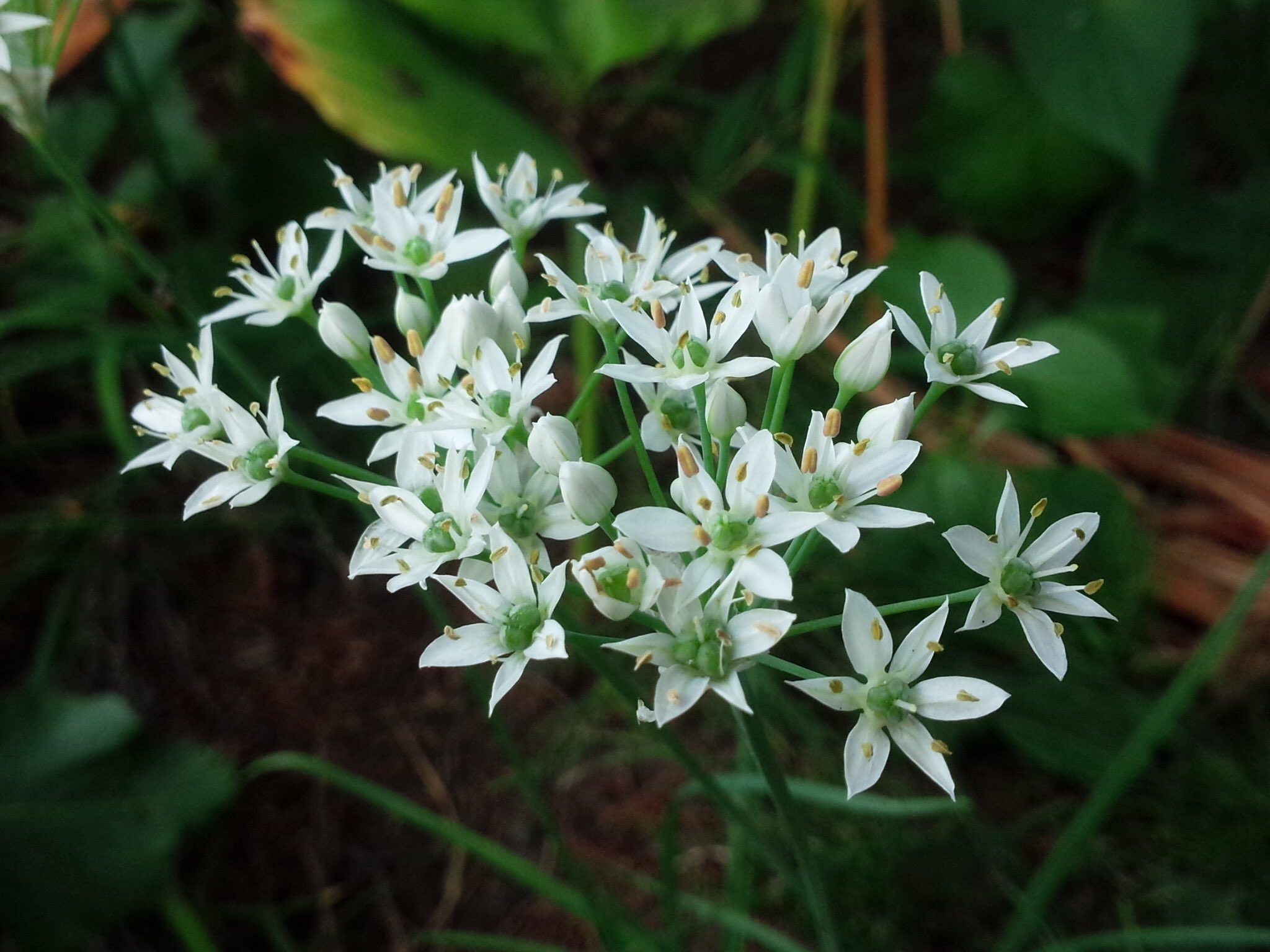 坂本倫次 道端でニラの花 ところで 花にら と ハナニラ は違います 写真の食用ニラの花は 花にら として中華料理 の食材となりますが 園芸種の ハナニラ は全くの別種で毒があり食べられません 花にら と ハナニラ ややこしい